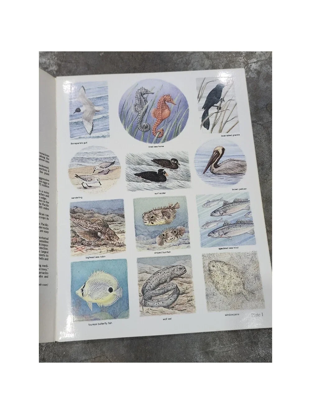 SEA LIFE STICKERS IN FULL COLOR: 48 PRESSURE-SENSITIVE By Valerie Kells